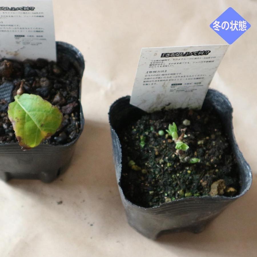 ベビーキウイ スイートグリーン 1本で実が成り 耐寒耐暑性抜群 皮つきでツルッと食べられるサルナシ改良品種 ミニ果樹苗9cmポット 2個セット 即出荷 送 1 Itanse 248 Shopooo By Gmo 通販 Yahoo ショッピング