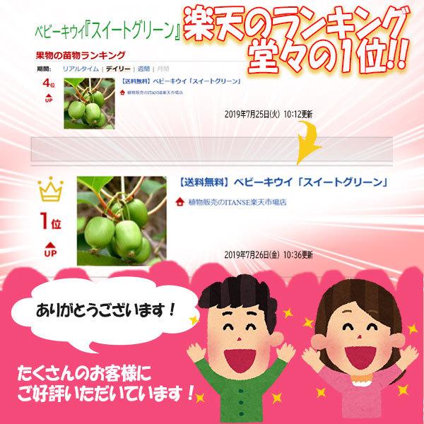 専門店では ベビーキウイ スイートグリーン 1本で実が成り 耐寒耐暑性抜群 皮つきでツルッと食べられるサルナシ改良品種 ミニ果樹苗9cmポット 2個セット 即出荷 送 Cisama Sc Gov Br