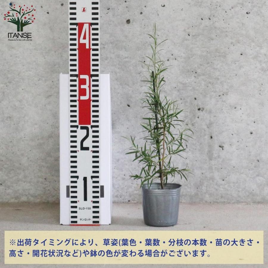 送料無料 レプトスペルマム シルバーティーツリー 庭木 1 庭園樹木 ハーブ 常緑低木 1個売り 園芸品種 カラーリーフ 苗木 花木 庭木 植木 庭木 ガー 1 Itanse 2537 Shopooo By Gmo 通販 Yahoo ショッピング