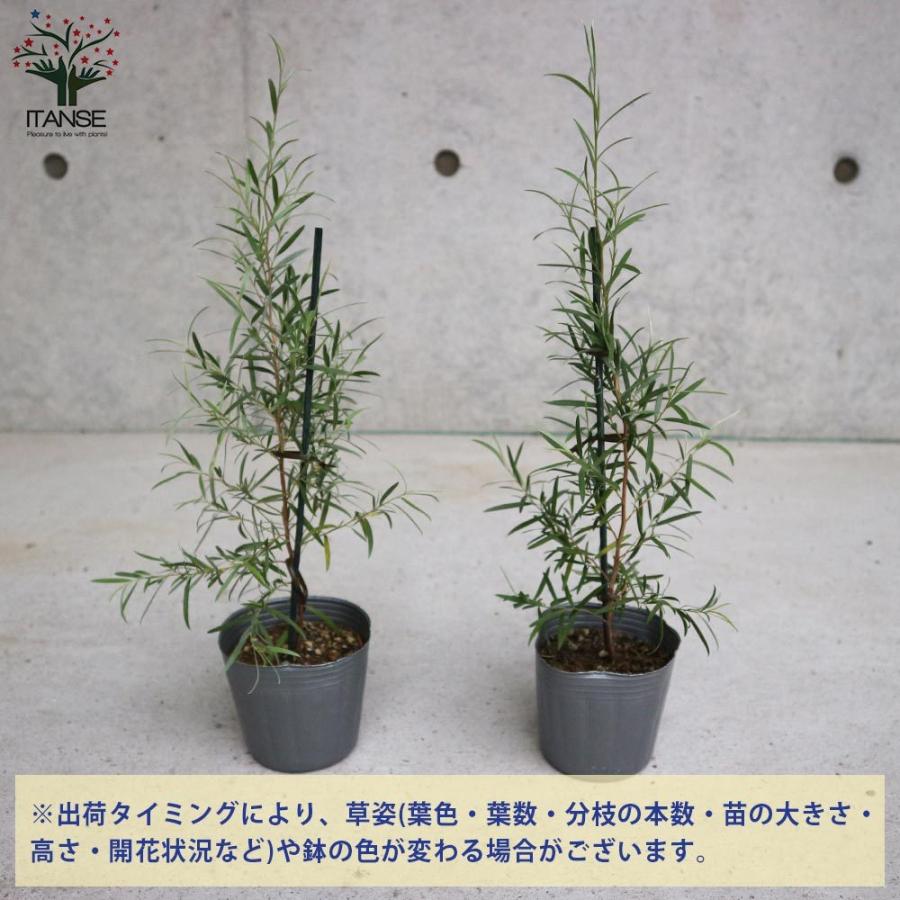 送料無料 レプトスペルマム シルバーティーツリー 庭木 1 庭園樹木 ハーブ 常緑低木 1個売り 園芸品種 カラーリーフ 苗木 花木 庭木 植木 庭木 ガー 1 Itanse 2537 Shopooo By Gmo 通販 Yahoo ショッピング