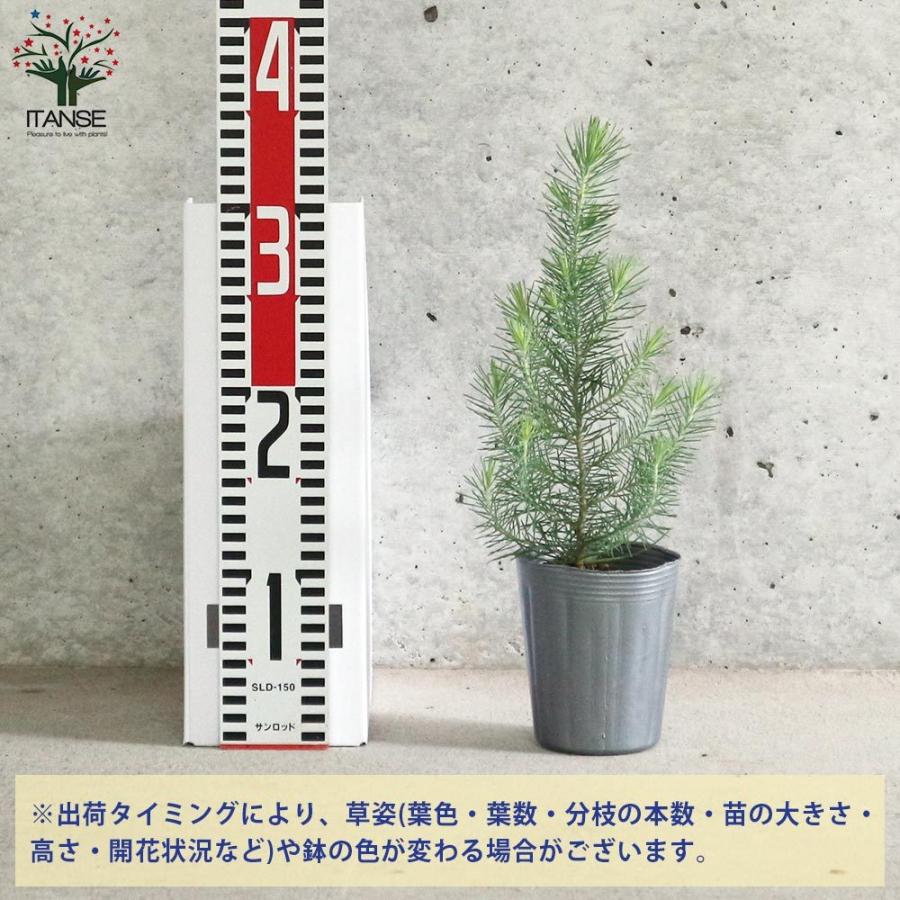 送料無料 イタリアカサマツ ピナス ピネア 庭木 常緑高木 寄せ植え苗 1個売り 園芸品種 カラーリーフ 苗木 花木 庭木 植木 庭木 ガーデニング シンボ 1 Itanse 2538 Shopooo By Gmo 通販 Yahoo ショッピング