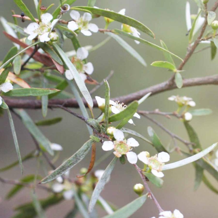 送料無料 ティーツリー ドラムシルバー 庭木 4号ポット大苗 庭園樹木 ハーブ 1個売り レプトスペルマム ブラキアンドラム ティーツリー ネイティブ 1 Itanse 2548 Shopooo By Gmo 通販 Yahoo ショッピング