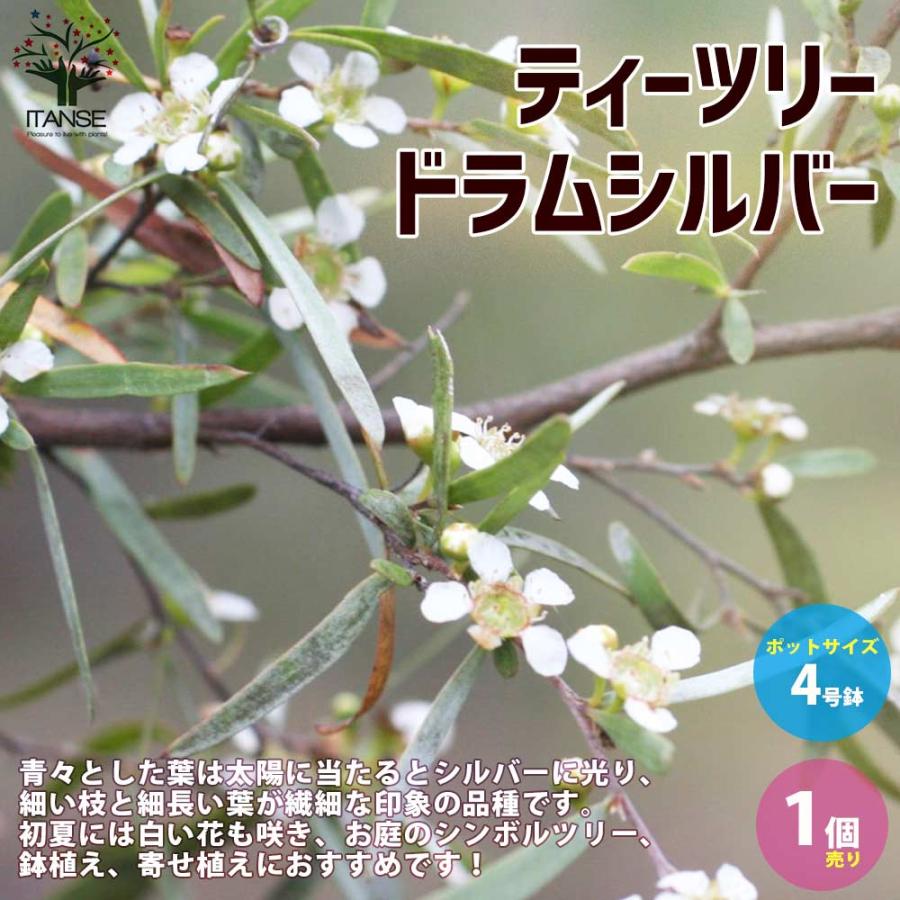 ティーツリー・ドラムシルバー 【庭木 4号ポット大苗 庭園樹木・ハーブ