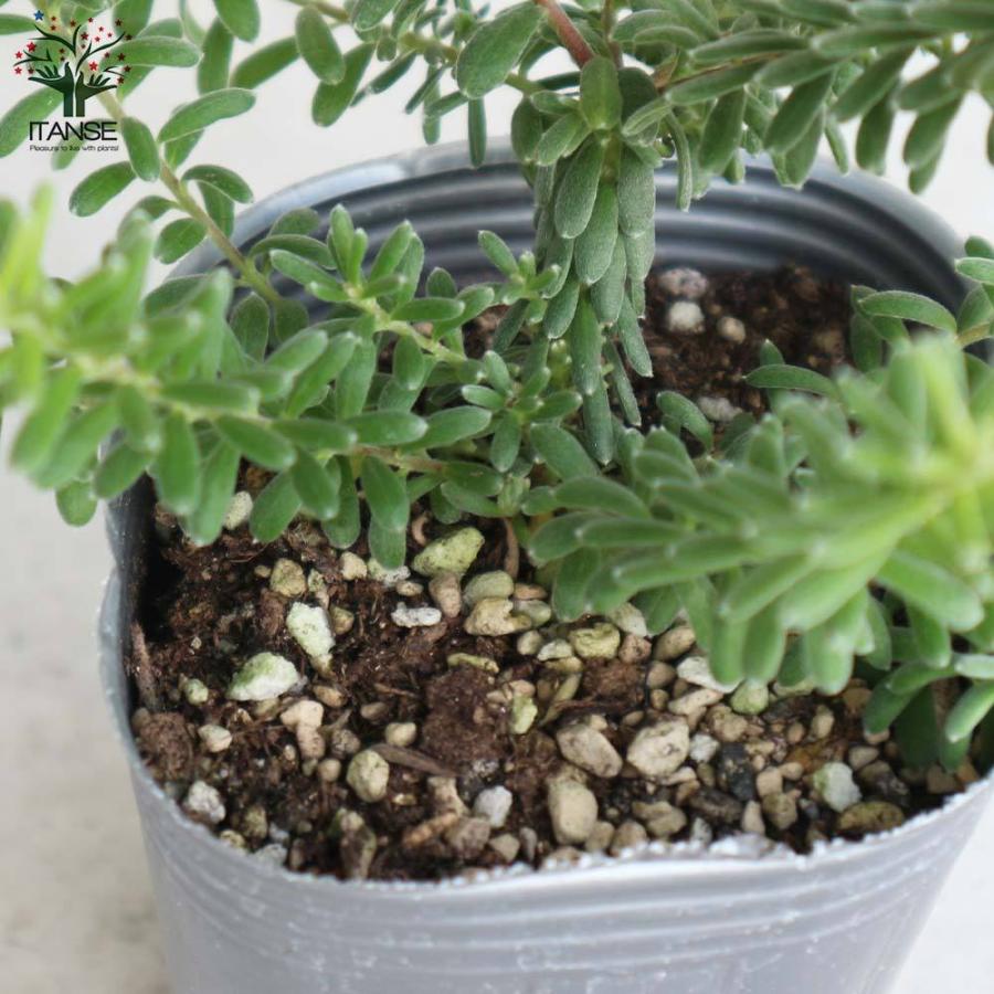 超ポイントアップ祭 送料無料 グレビレア ラニゲラタンボリーサ 庭木 2 5号ロングポット苗 花木苗 1個売り グレヴィレア ヤマモガシ Eighc Com