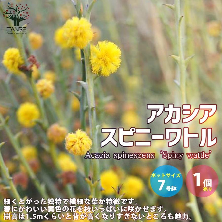 手数料無料 送料無料 アカシア スピニーワトル スピネセンス 庭木 7号ポット大苗 花木苗 1個売り 半耐寒性常緑低木 カラー
