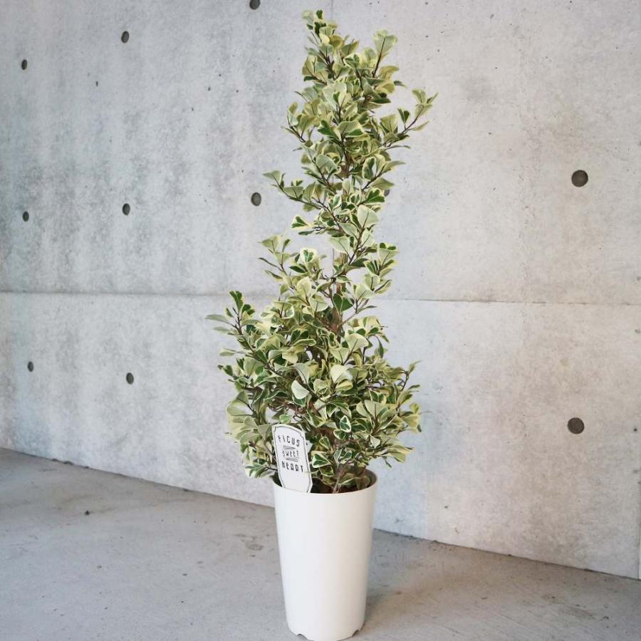 フィカス・トライアンギュラリス・スイートハート 【観葉植物 7号鉢