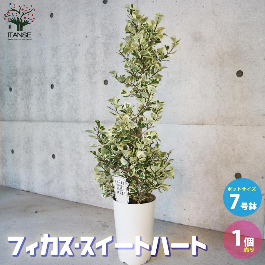 フィカス・トライアンギュラリス・スイートハート 【観葉植物 7号鉢