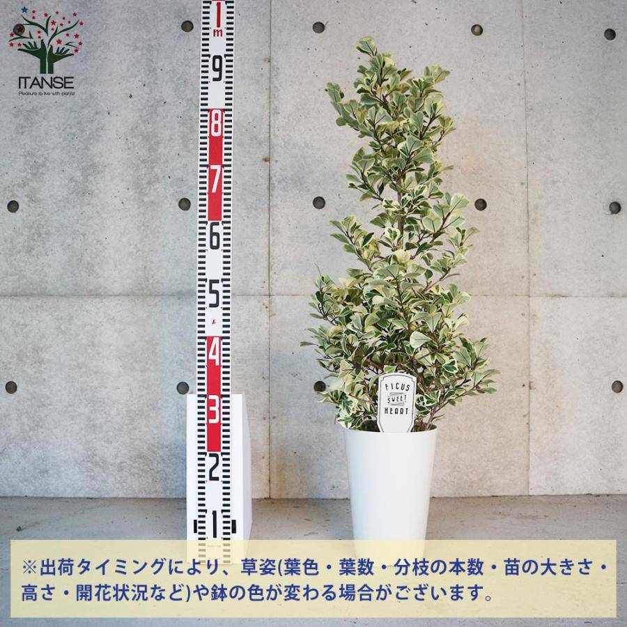 フィカス・トライアンギュラリス・スイートハート 【観葉植物 7