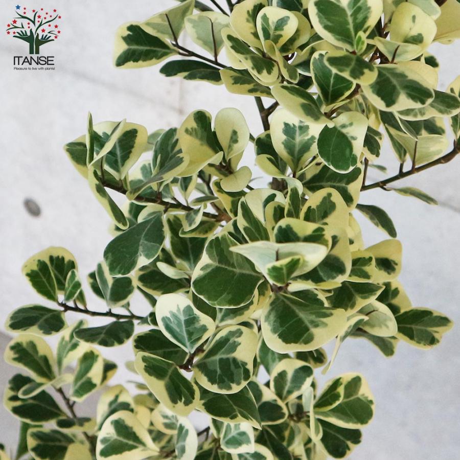 フィカス・トライアンギュラリス・スイートハート 【観葉植物 7
