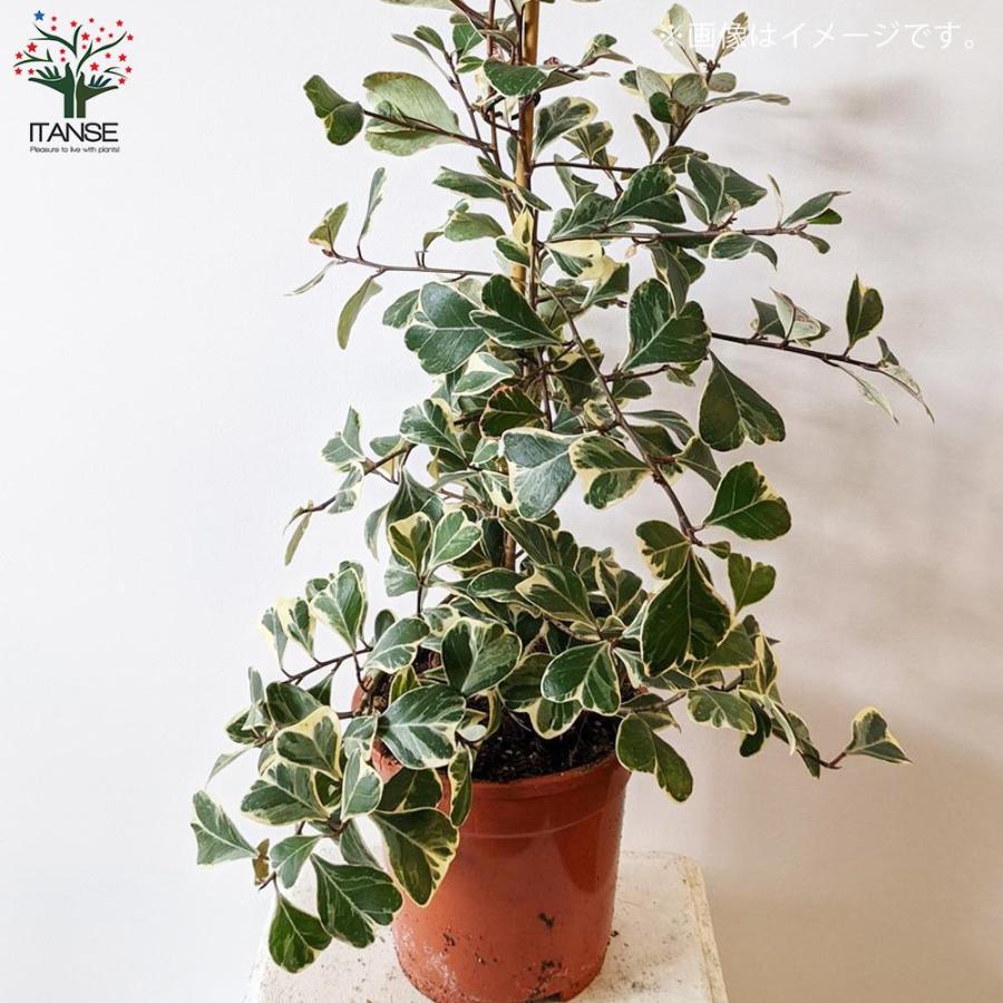 フィカス・トライアンギュラリス・スイートハート 【観葉植物 7号鉢
