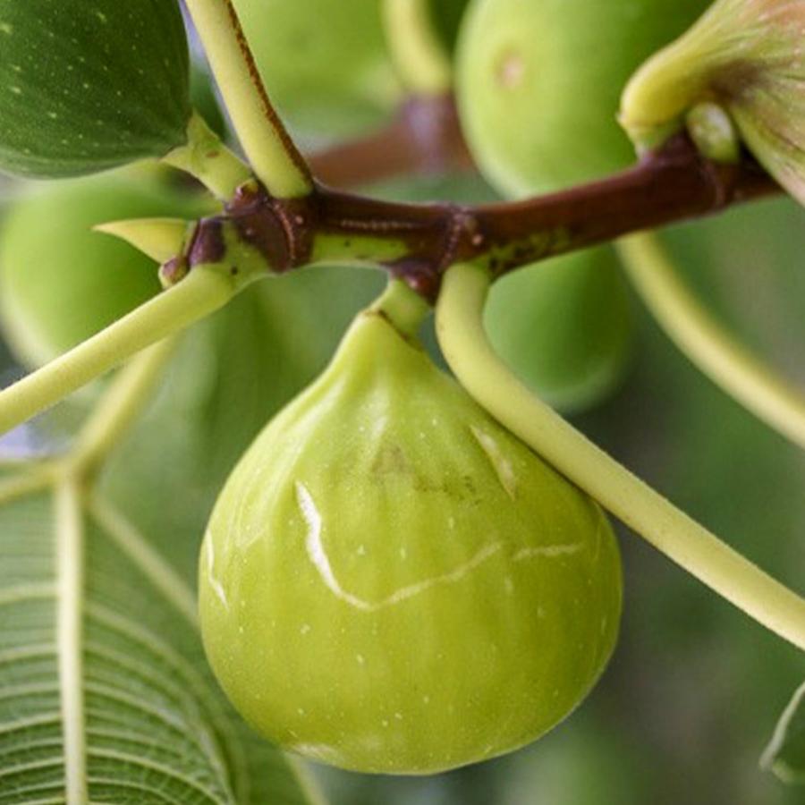 イチジクの苗木 バナーネ【果樹の苗木 12〜15cmポット 1年生 挿木苗／1