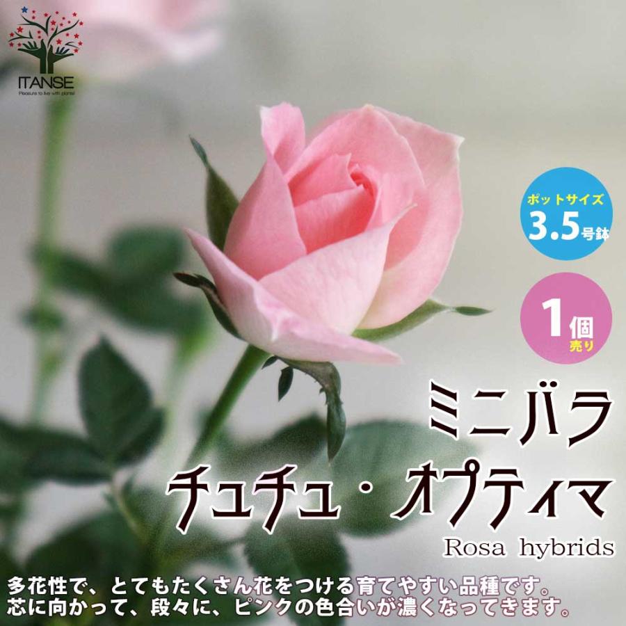 ミニ薔薇 チュチュ・オプティマ【花苗 3.5号鉢 薔薇苗/1個売り ミニ薔薇 チュチュ・オプティマ【花苗 3.5号鉢 薔薇苗/1個売り