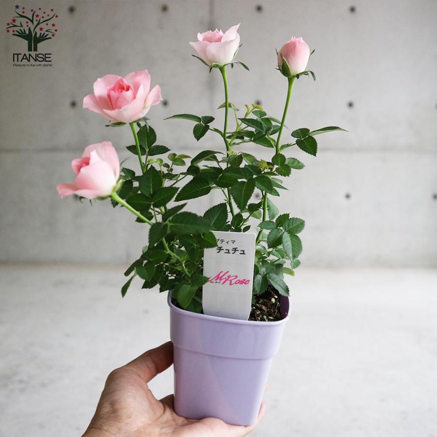 ミニ薔薇 チュチュ・オプティマ【花苗 3.5号鉢 薔薇苗／1個売り