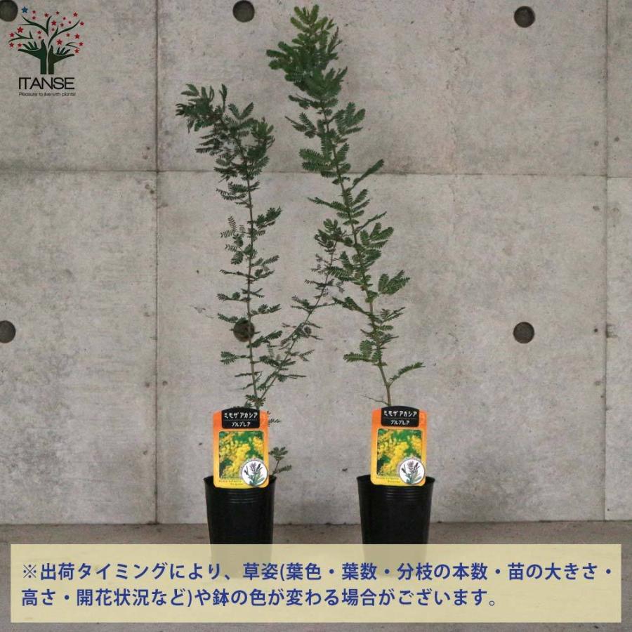 送料無料 銅葉ミモザアカシア アカシア プルプレア 庭木 3号ポット苗 花木 1個売り ミモザアカシア 銅葉アカシア ハナアカシア ミモザ 花木 花木苗 花 1 Itanse 2616 Shopooo By Gmo 通販 Yahoo ショッピング