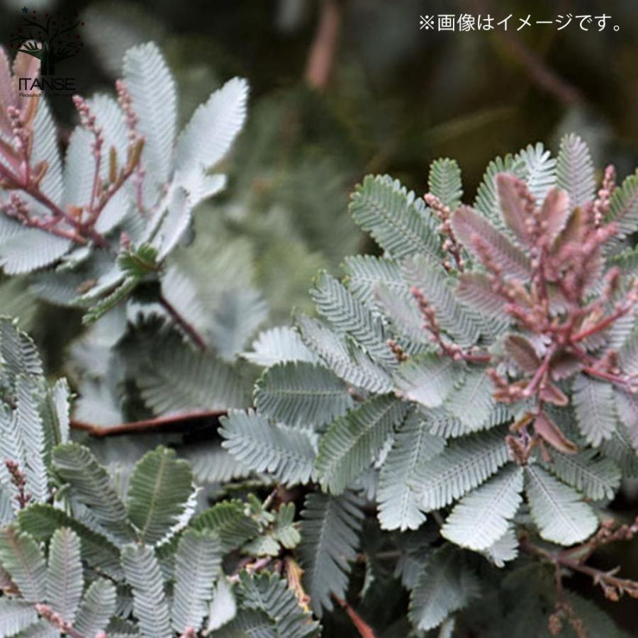 送料無料 銅葉ミモザアカシア アカシア プルプレア 庭木 3号ポット苗 花木 1個売り ミモザアカシア 銅葉アカシア ハナアカシア ミモザ 花木 花木苗 花 1 Itanse 2616 Shopooo By Gmo 通販 Yahoo ショッピング