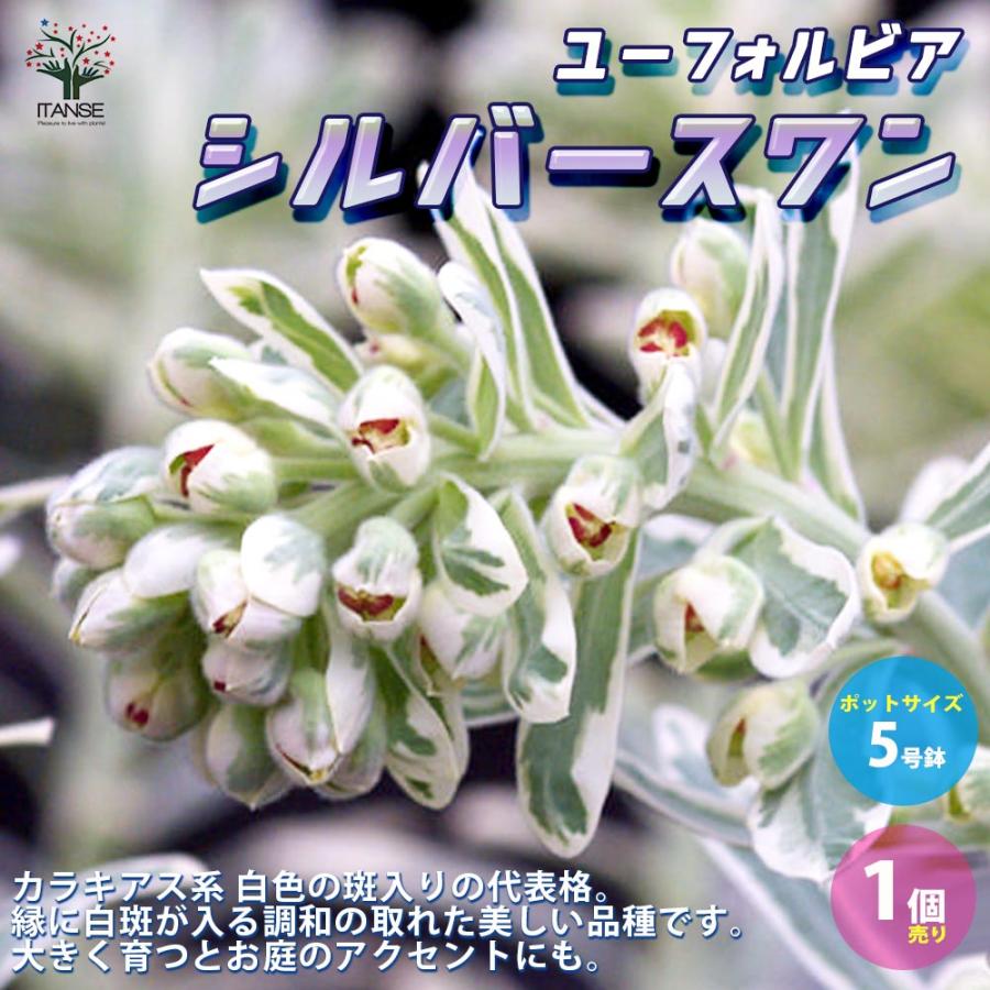 送料無料 ユーフォルビア シルバースワン 花苗 5号ポット大苗 1個売り 花苗 お花 宿根草 多年草 園芸品種 カラーリーフ 苗木 花木 庭木 植木 1 Itanse 2631 Shopooo By Gmo 通販 Yahoo ショッピング