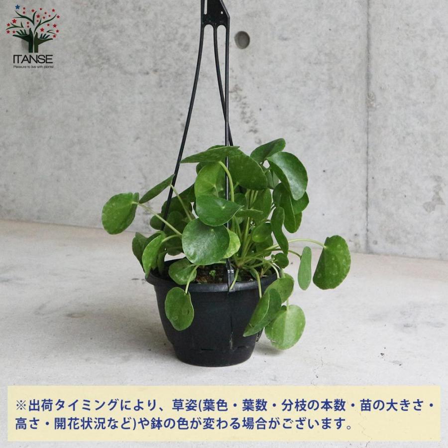 70 Off 送料無料 ピレア ペペロミオイデス 観葉植物 5号吊鉢 リビングやオフィスに置きやすいサイズ 1個売り カラーリーフ 園芸品種 花木 花苗 木 ガーデ Wantannas Go Id