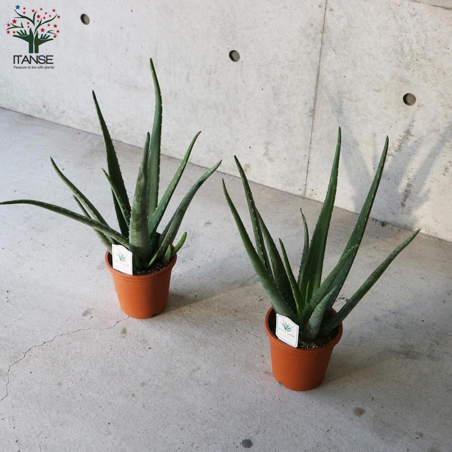 定番人気 送料無料 アロエ ベラ ハーブの苗 5号鉢苗 多肉植物苗 1個売り あろえ 食用 肉厚 葉肉 Herb ハーブ ハーブ苗 多肉植物 ガーデニング Lasvaguadas Com