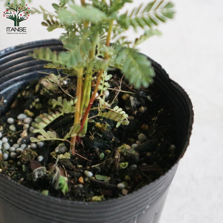 送料無料 銅葉ミモザアカシア アカシア プルプレア 庭木 3 5号ポット苗 花木 1個売り ミモザアカシア 銅葉アカシア ハナアカシア ミモザ 花木 花木苗 1 Itanse 2667 Shopooo By Gmo 通販 Yahoo ショッピング