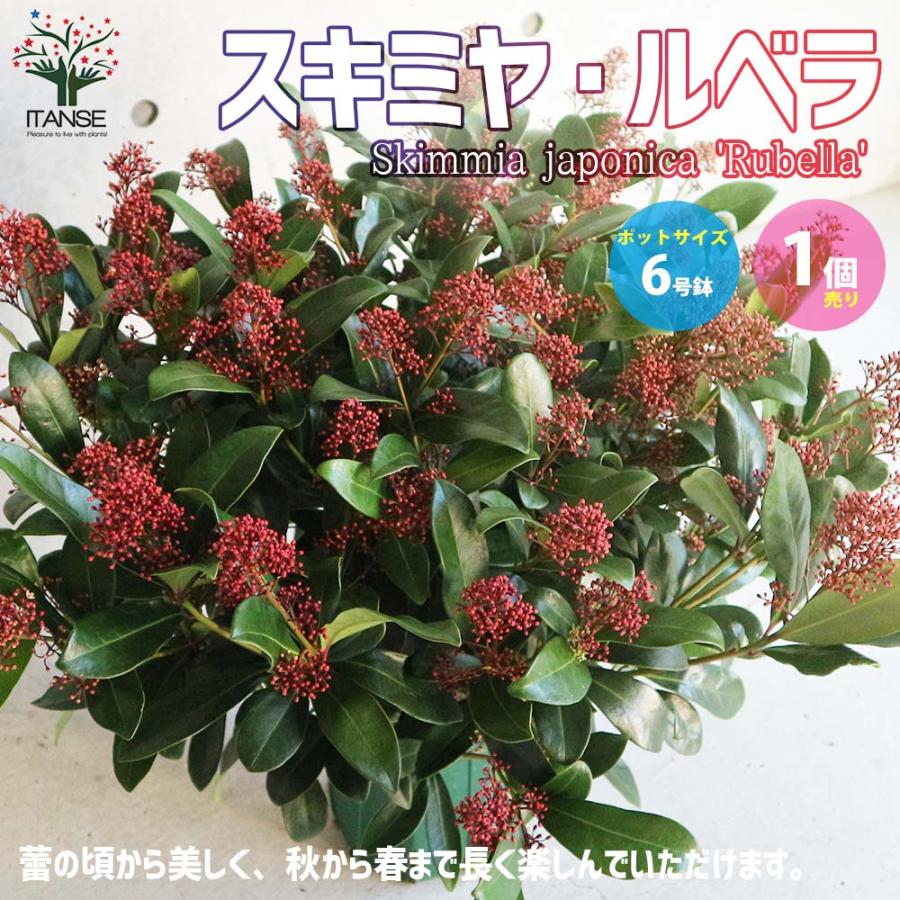 スキミア 【ルベラ】超特大 最高等級 サンスベリア
