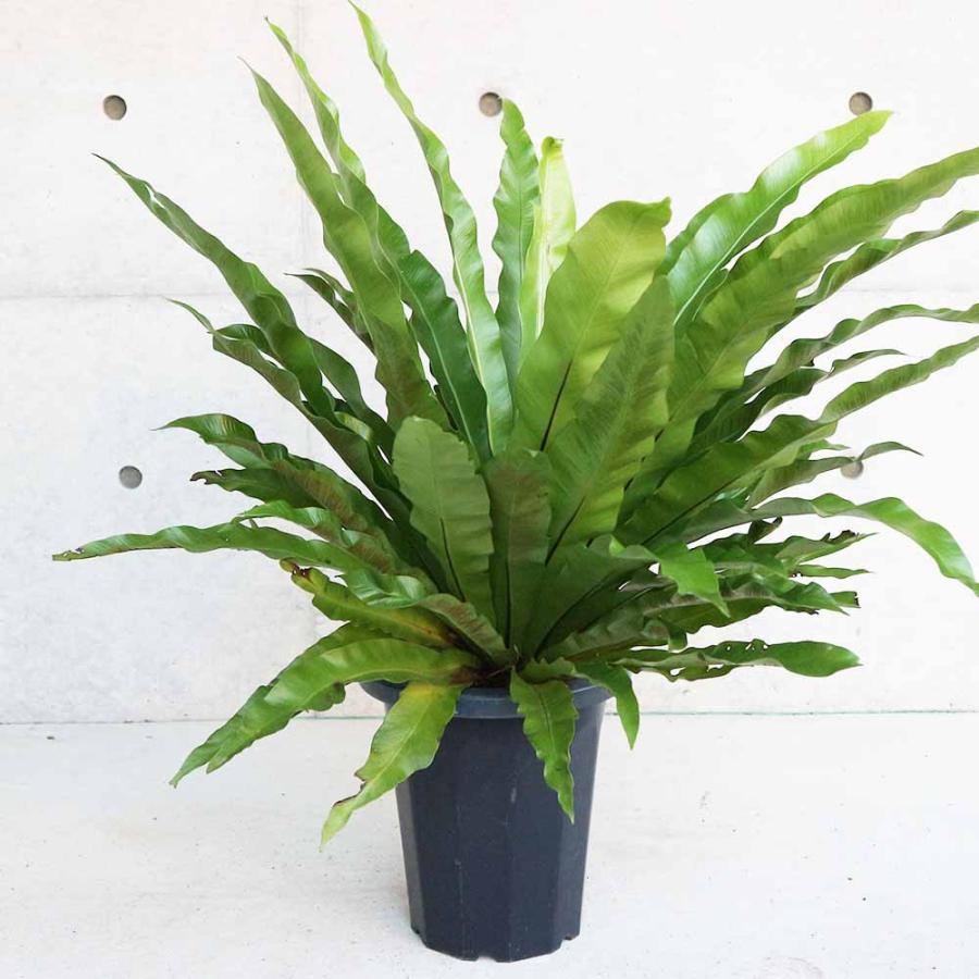 オオタニワタリ(大谷渡) 【観葉植物 8号鉢 リビングやオフィスに