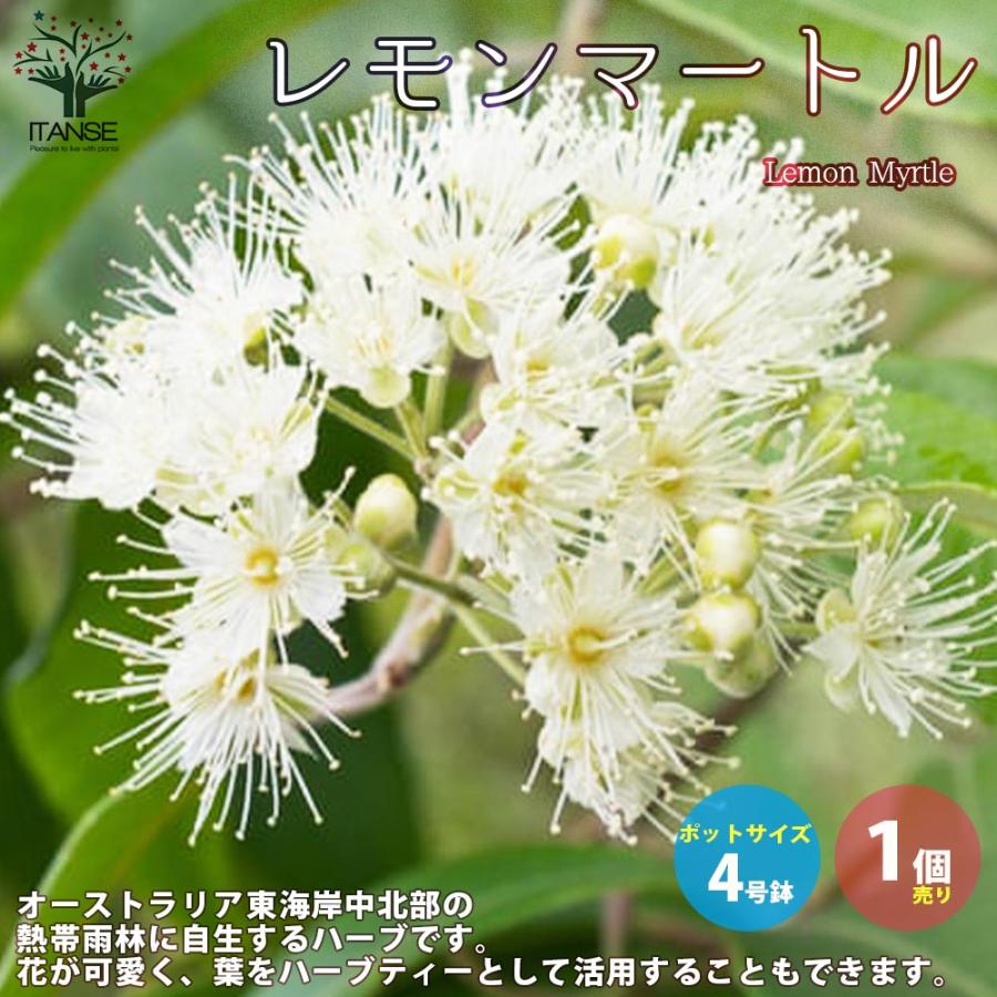 送料無料 レモンマートル ハーブの苗 4号鉢 花木 1個売り オーストラリア 亜熱帯性 常緑低木 シトラール 清涼感 アボリジニ 料理 抗菌作用 薬草 62 Off