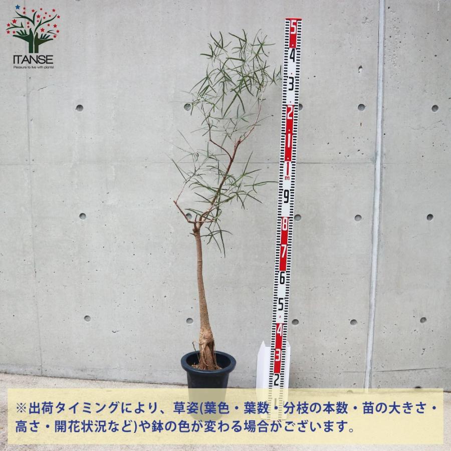 ボトルツリー (ブラキキトン・ルペストリス) 【観葉植物 7号鉢／1個
