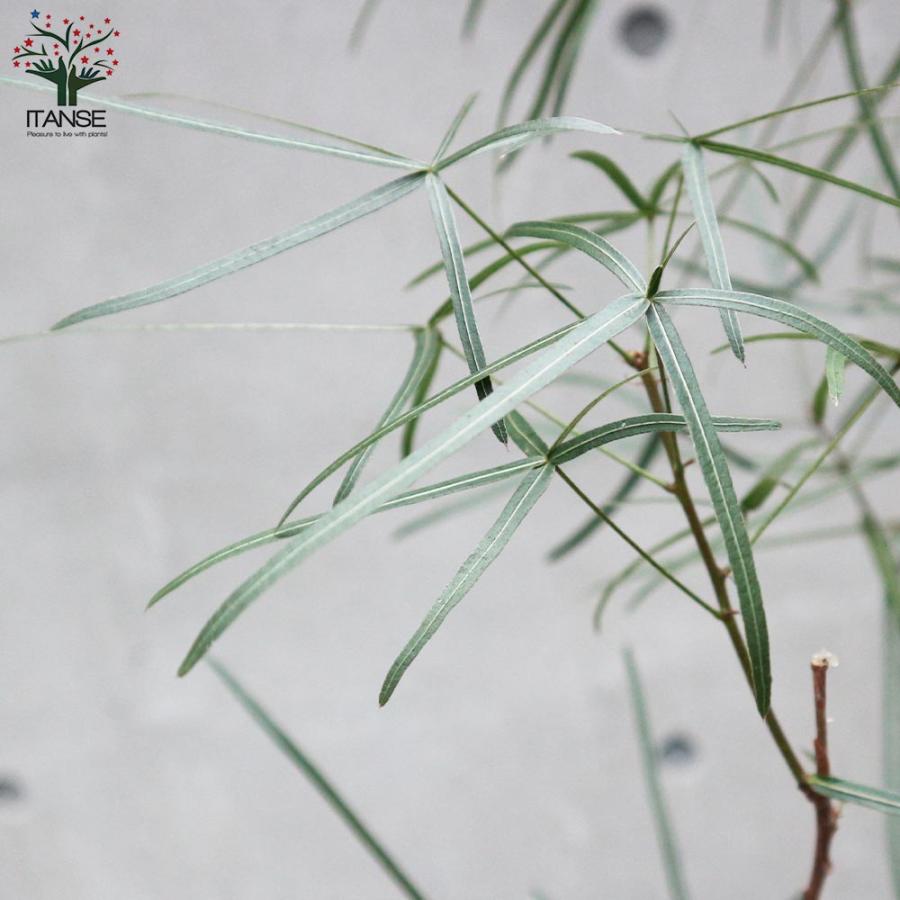 ボトルツリー (ブラキキトン・ルペストリス) 【観葉植物 7号鉢／1個