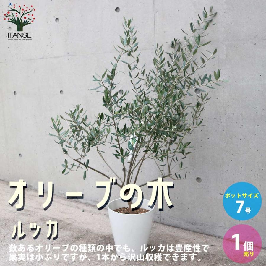 オリーブの苗木 ルッカ【果樹の苗木 7号白テーパード鉢／1個売り