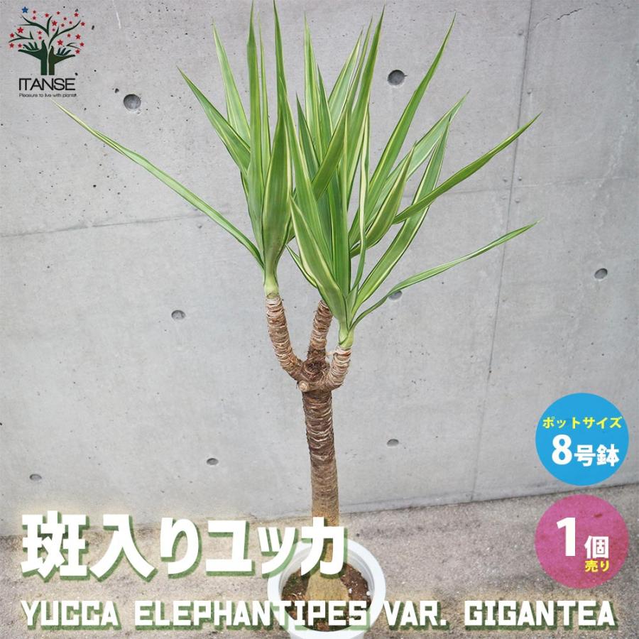 斑入りユッカ (青年の木)【観葉植物 大型 8号 Lサイズ プラスチック鉢