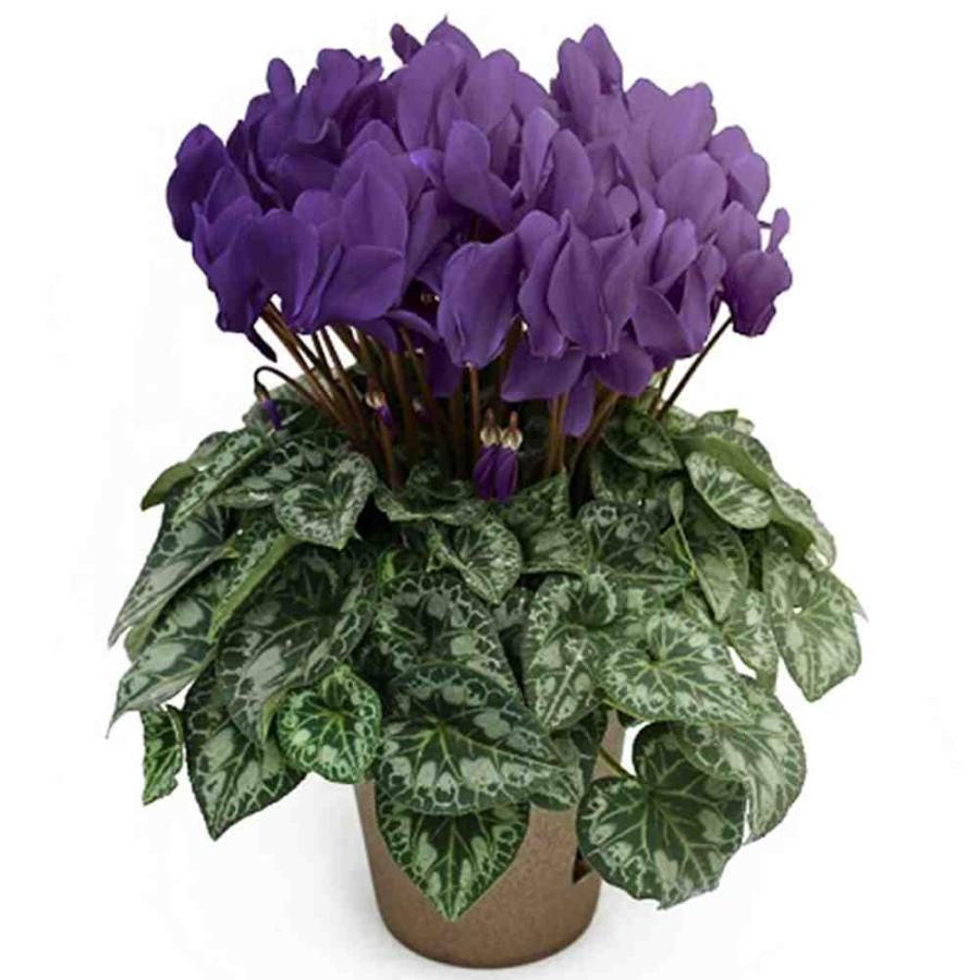 送料無料 11 24以降順次出荷予定 シクラメン 瑠璃玉 花苗 5号 底面給水鉢 開花株 1個売り シクラメン カガリビバナ フラワー サクラソウ科 シクラメ 1 Itanse 2786 Shopooo By Gmo 通販 Yahoo ショッピング