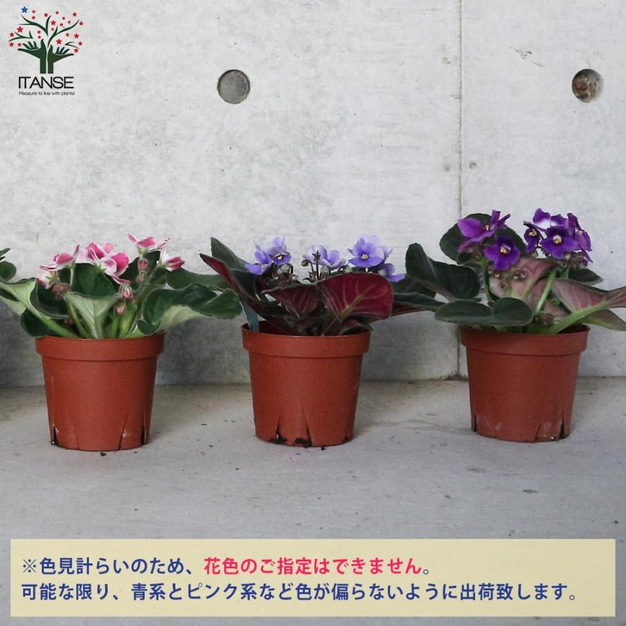 送料無料 セントポーリア 色ミックス見計らい 花苗 3 5号ポット苗 お買い得2個セット 花苗 お花 多肉質 小型 ビロード 卵型 スミレ 室内花 アフリカス 1 Itanse 2793 Shopooo By Gmo 通販 Yahoo ショッピング