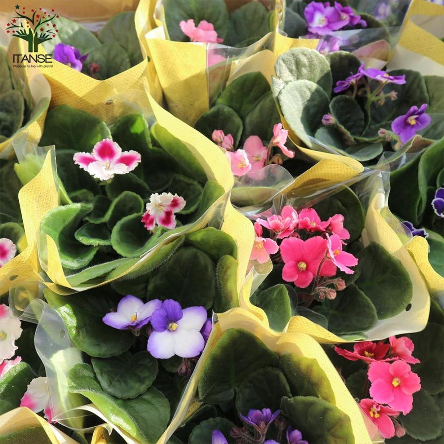 送料無料 セントポーリア 色ミックス見計らい 花苗 3 5号ポット苗 お買い得2個セット 花苗 お花 多肉質 小型 ビロード 卵型 スミレ 室内花 アフリカス 1 Itanse 2793 Shopooo By Gmo 通販 Yahoo ショッピング