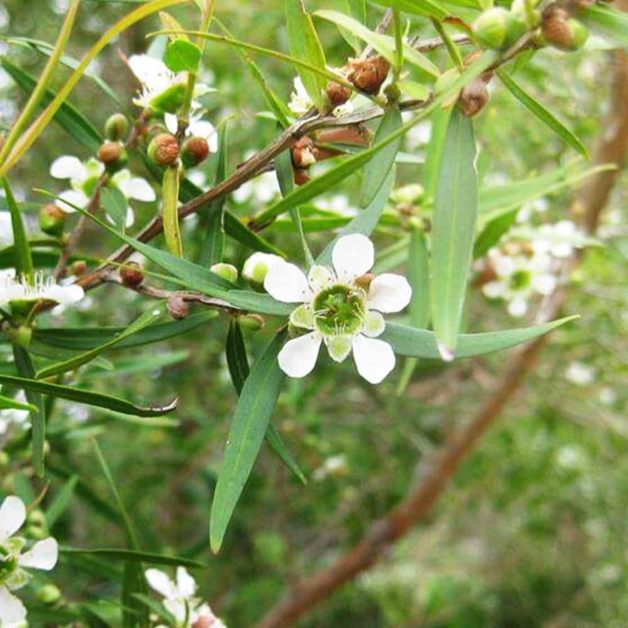 2244円 国内即発送 送料無料 メラレウカ レモンティーツリー 庭木 6号 庭園樹木 ハーブ 1個売り ティーツリー 丈夫 低木 常緑低木 常緑高木 お花 多年草 キャプテン ク