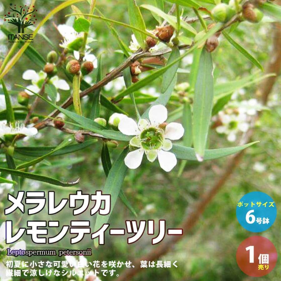 midorimama　ラベンダー、レモン、ティーツリー、ペパーミント新品 メラレウカ・レモンティーツリー【庭木 6号 庭園樹木・ハーブ／1個売り