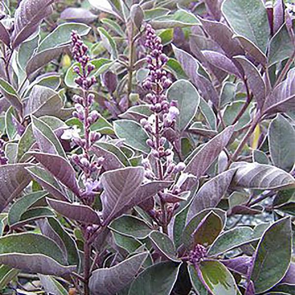 セイヨウニンジンボクプルプレア ミツバハマゴウ 夏から初秋の花が美しい庭園向き花木 21cmポット 樹高約80cm 送料込み価格 九州圃場より直送 1 Itanse 279 Shopooo By Gmo 通販 Yahoo ショッピング