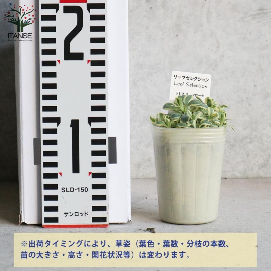 送料無料 シレネ ユニフローラ 花苗 7 5cmポット苗 お買い得2個セット Sea Campion 花苗 花の苗 家庭菜園 ガーデニング プランター ガーデン 鉢植え 1 Itanse 2815 Shopooo By Gmo 通販 Yahoo ショッピング