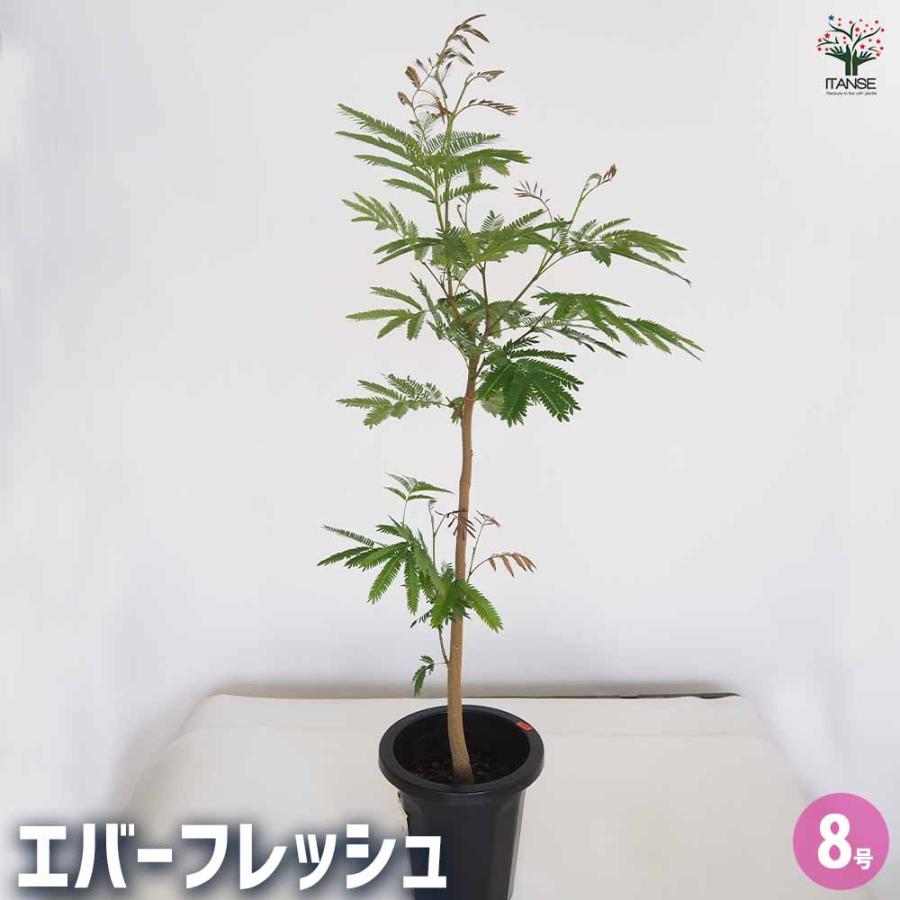 エバーフレッシュ (アカサヤネムノキ) 【観葉植物 大型 8号