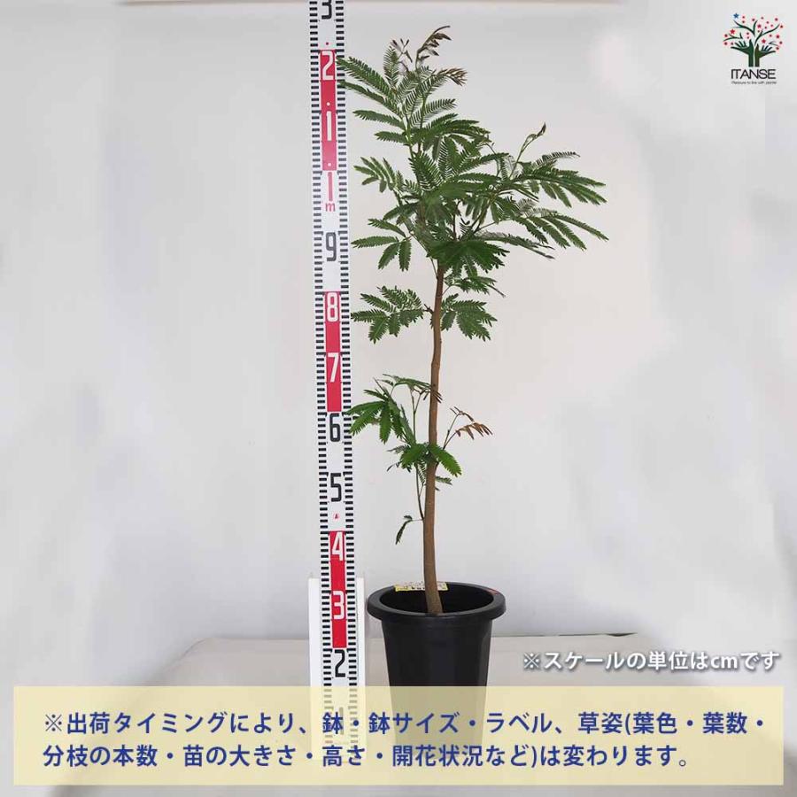 エバーフレッシュ (アカサヤネムノキ) 【観葉植物 大型 8号