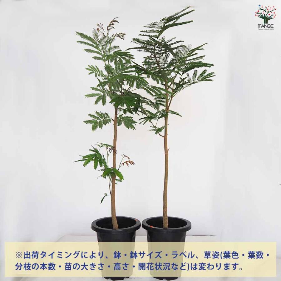 エバーフレッシュ (アカサヤネムノキ) 【観葉植物 大型 8号