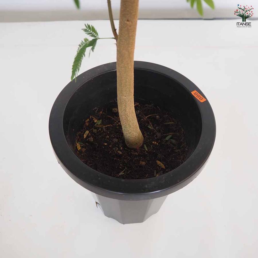 エバーフレッシュ (アカサヤネムノキ) 【観葉植物 大型 8号