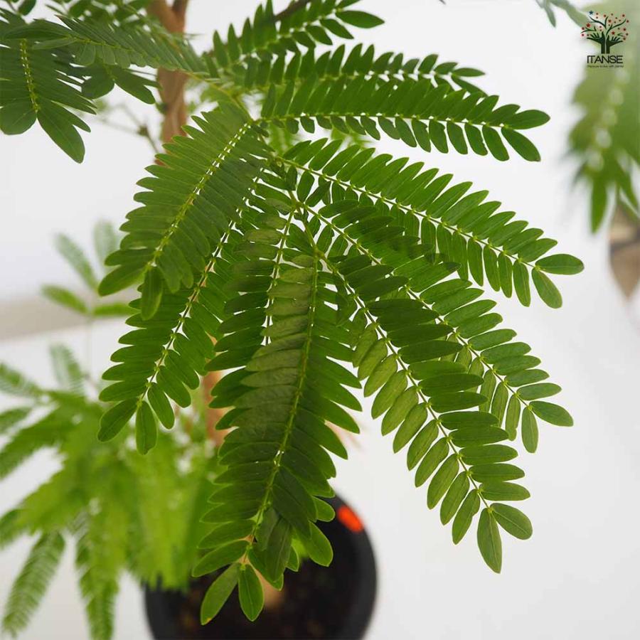 エバーフレッシュ (アカサヤネムノキ) 【観葉植物 大型 8号