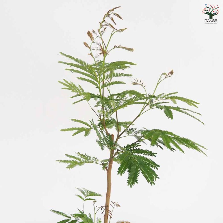 エバーフレッシュ (アカサヤネムノキ) 【観葉植物 大型 8号