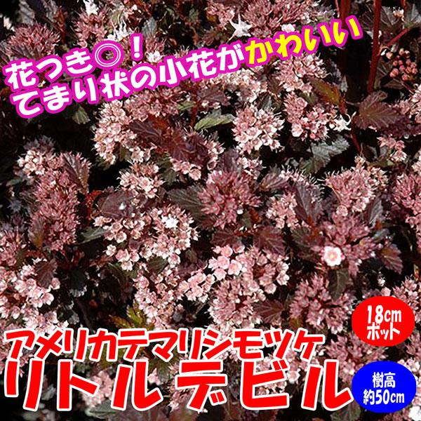アメリカテマリシモツケ リトルデビル 庭園向き花木 18cmポット 樹高約50cm 送料込み価格 九州圃場より直送 1 Itanse 2 Shopooo By Gmo 通販 Yahoo ショッピング