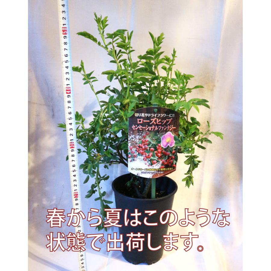 ローズヒップ センセーショナルファンタジー 実取り用品種 薔薇苗15cm