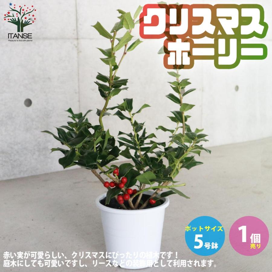 送料無料 クリスマスホーリー 庭木 5号鉢 1個売り セイヨウヒイラギの苗 西洋ヒイラギの苗 イングリッシュホーリー苗 ヒイラギモチ クリスマス ホー 1 Itanse 2868 Shopooo By Gmo 通販 Yahoo ショッピング