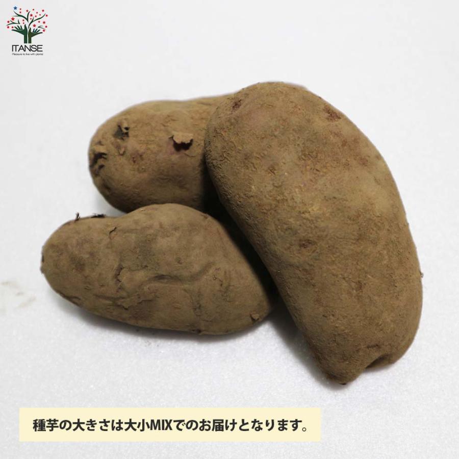 じゃがいもの種芋 品種:ノーザンルビー【野菜種芋／20kg(充填時)】 ガーデニング