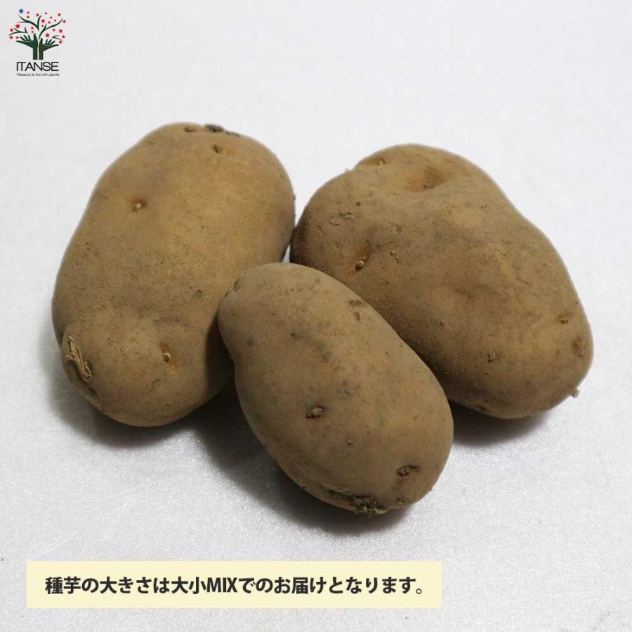 【希少品】 じゃがいもの種芋 品種:インカのめざめ【野菜種芋／10kg(充填時)】 【W2752272934】(14155円)