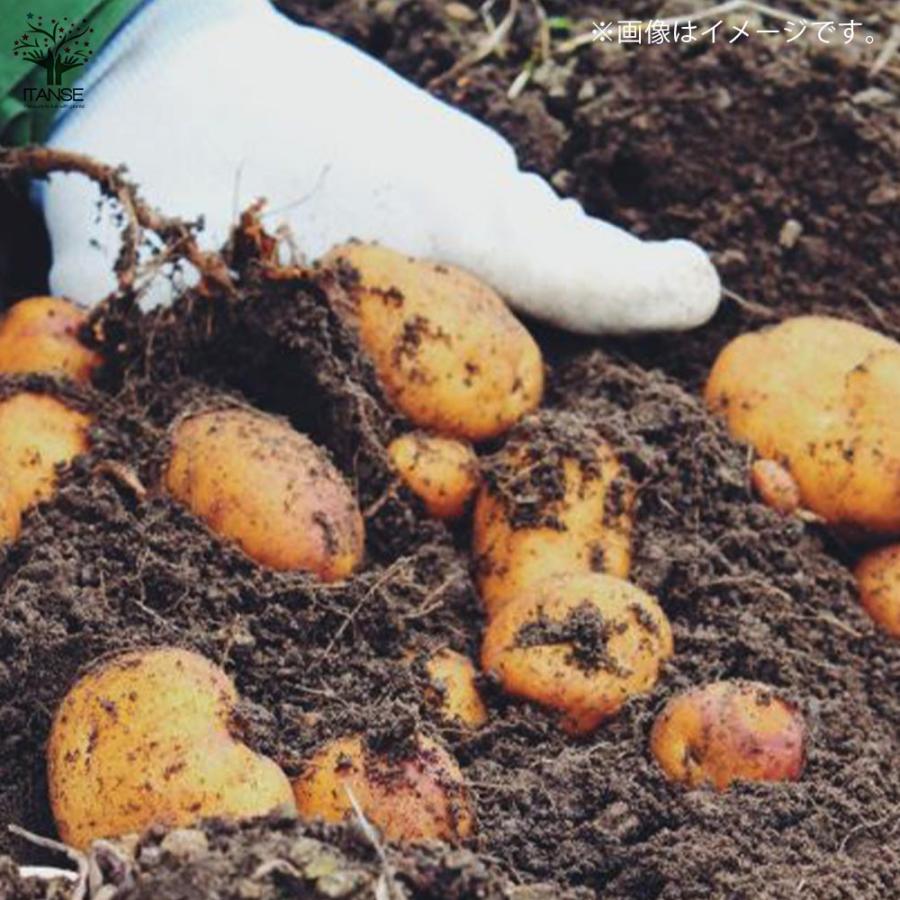 【希少品】 じゃがいもの種芋 品種:インカのめざめ【野菜種芋／10kg(充填時)】 【W2752272934】(14155円)