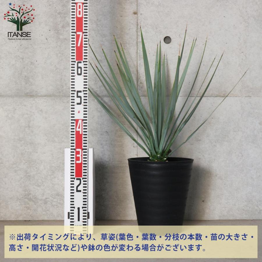 ユッカ リギダ 【観葉植物 8号プラスチック鉢:リビングや ユッカ リギダ 【観葉植物 8号プラスチック鉢:リビングや